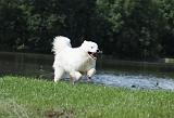 SAMOYEDE 078